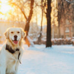 Professional canine care Tips for the Cold weather Months