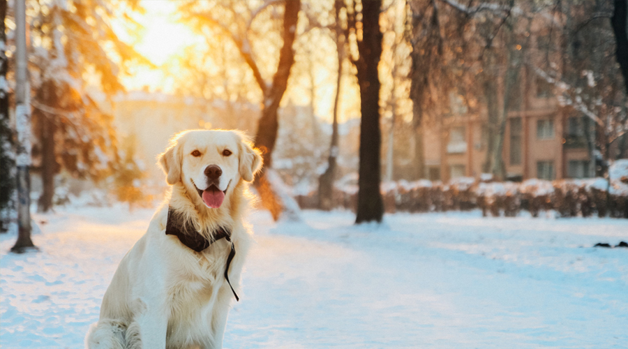 Professional canine care Tips for the Cold weather Months