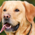 Indications of Liver Disappointment in Canines