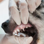 Dental Illness In Canines