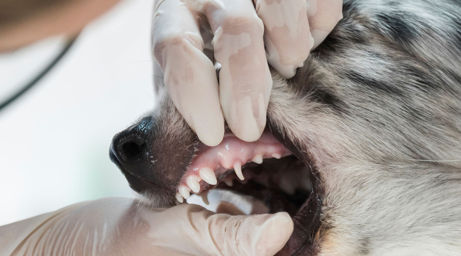 Dental Illness In Canines