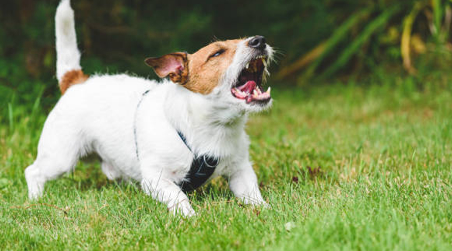 Help! My Canine Generally Barks at the Doorbell