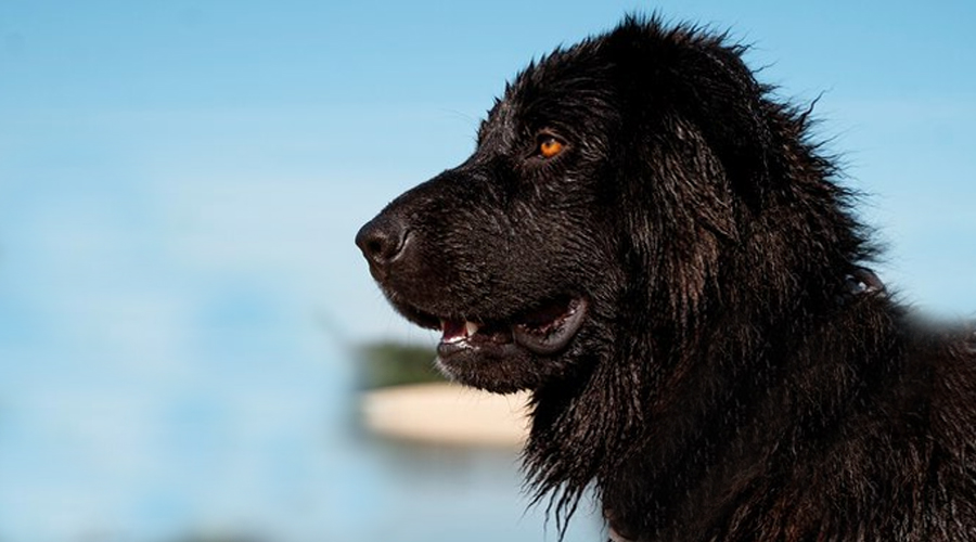 Help! Why Is My Canine Losing Hair?