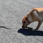 Canine and Snake Security Tips