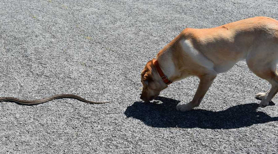 Canine and Snake Security Tips