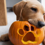 Will Your Dog Be a Good Trick-or-Treater?