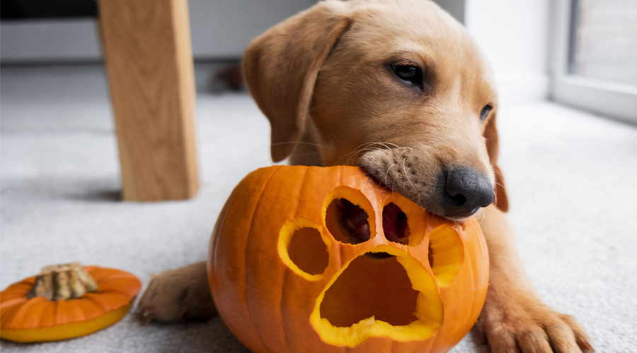 Will Your Dog Be a Good Trick-or-Treater?