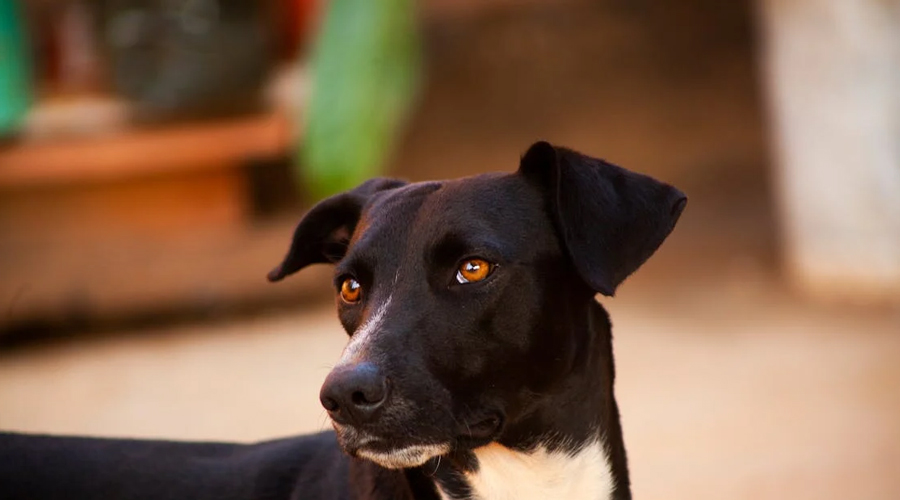 Step by step instructions to Eliminate Ticks and Treat Tick Chomps on Canines