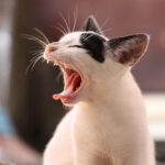 For what reason DO Felines YAWN?