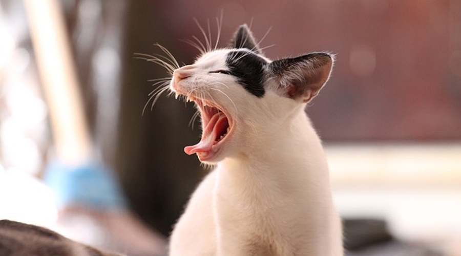 For what reason DO Felines YAWN?