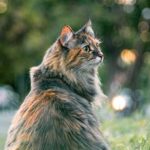 How would I take care of my feline? Tips for new feline proprietors