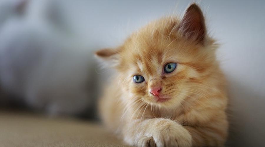 7 Motivations behind WHY Taking on A More seasoned Feline IS A Wonderful Decision