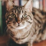 Cat PHEROMONES CAN LOWER YOUR CAT’S Pressure