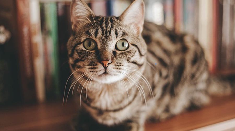 Cat PHEROMONES CAN LOWER YOUR CAT’S Pressure