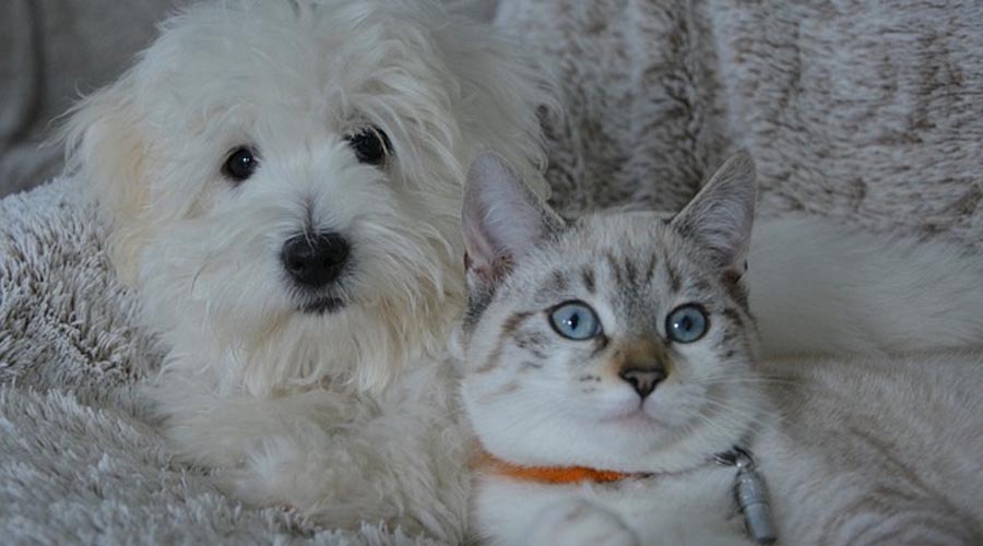 THE Canines (AND Felines) OF Closest companions Creature SOCIETY