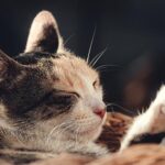 10 Motivations behind Why Felines Make Extraordinary Pets