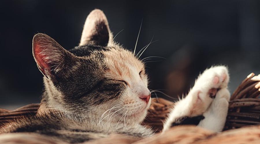 10 Motivations behind Why Felines Make Extraordinary Pets