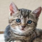 Purchasing a little cat: what to search for?