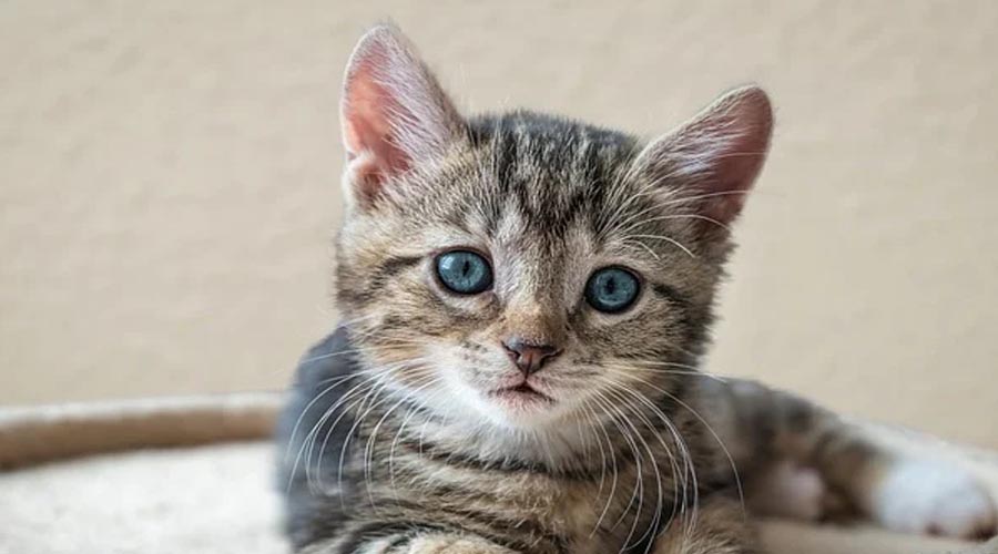 Purchasing a little cat: what to search for?