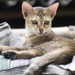 The Truth of Feline Raisers in India