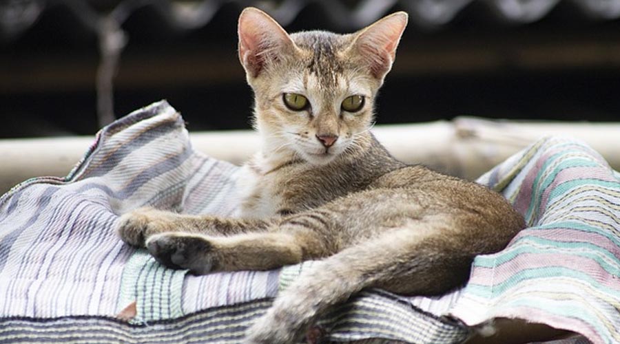 The Truth of Feline Raisers in India