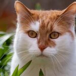 The Advantages and disadvantages of Catnip