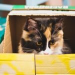 Purchasing a litter box: how to choose ?