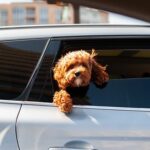 Why Leaving Your Pets in the Vehicle During Sweltering Mid year Months is Significant Not