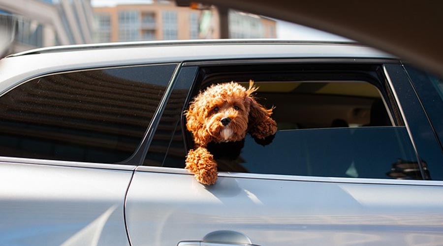 Why Leaving Your Pets in the Vehicle During Sweltering Mid year Months is Significant Not