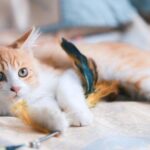 Non-Wellbeing Reasons Your Feline Has Quit Utilizing the Litter Box