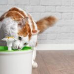 Why Is Water Basic for Your Pet’s Wellbeing?