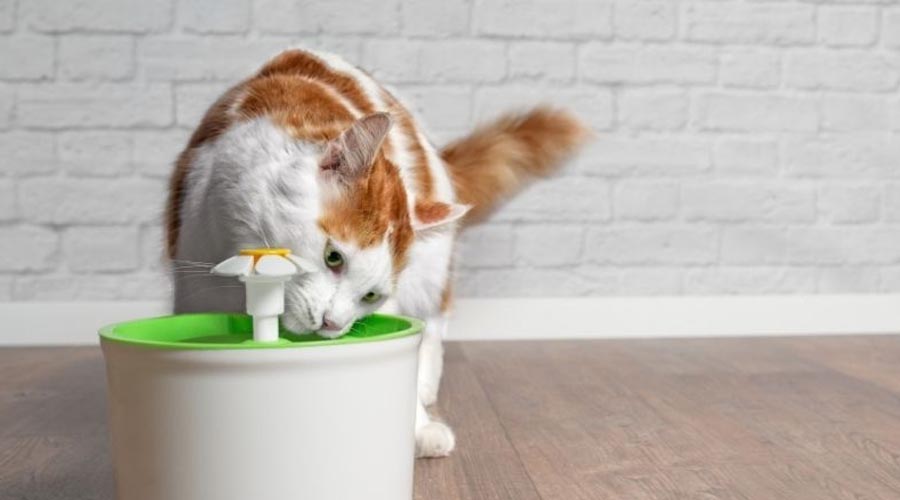 Why Is Water Basic for Your Pet’s Wellbeing?