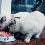 Exchanging feline food: do it step by step