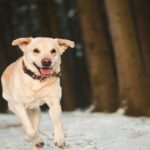 Ice Liquefy versus Your Pets Paws