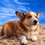 Cool Pet Tips for the Hottest times of the year of Summer