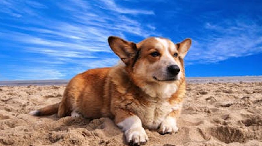 Cool Pet Tips for the Hottest times of the year of Summer