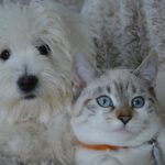 Occasion Gifts for Pets