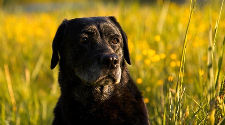 Climbing WITH Canines: WINTER Security TIPS