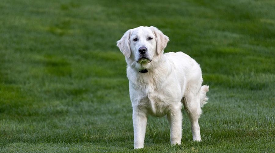 Products of the soil That You Can Take care of Your Canines