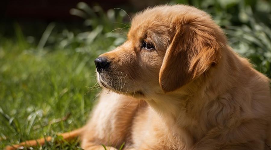 Shield Your Canine’s Paws From Hot Asphalt