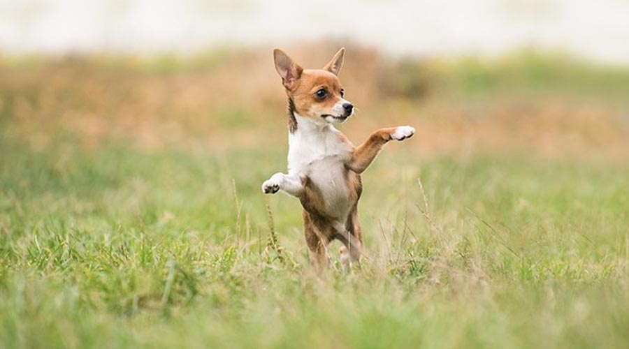 Advantages Of Pumpkin In Your Canines Treats And Food sources