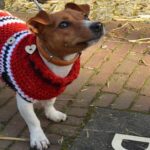 Winter Garments for Canines