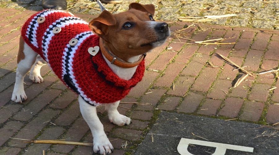 Winter Garments for Canines