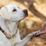 Instructions to Welcome a Canine