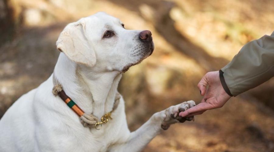 Instructions to Welcome a Canine