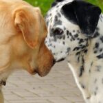 The most effective method to Prevent Your Canine From Harassing Different Canines