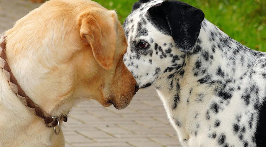 The most effective method to Prevent Your Canine From Harassing Different Canines