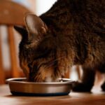 What is the meaning of fiber in feline food? 5 Things to be aware