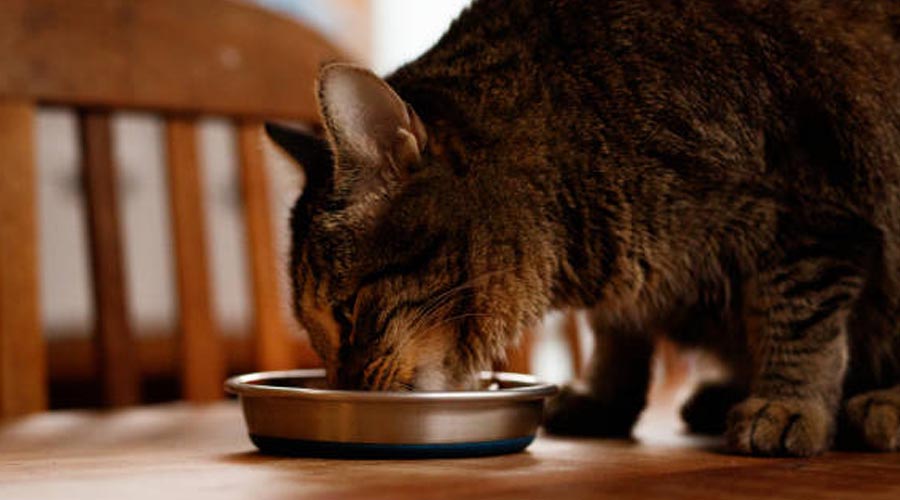 What is the meaning of fiber in feline food? 5 Things to be aware