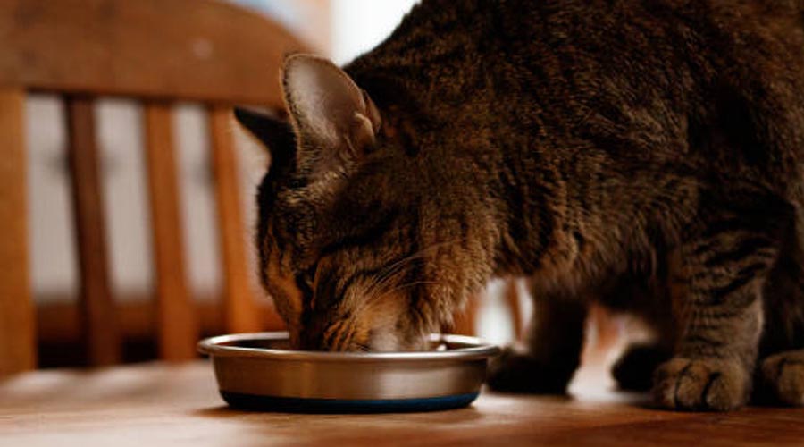 Advantages of a Raised Feline Bowl